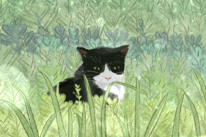 黑猫现身，凌晨洗礼后的梦境奇遇