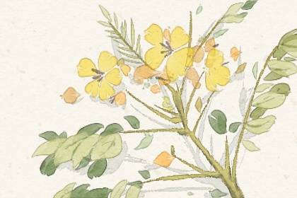 梦境中的绿色奇迹，解析梦见菠菜的深层含义