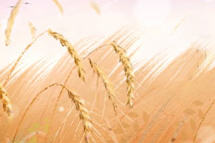 2020年芒种图片唯美 最新芒种图片大全（多图）