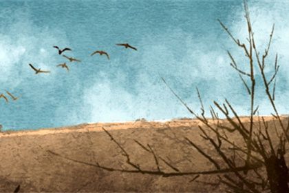 属兔的是哪年出生的人 属兔人的命运如何分析