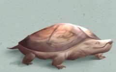 养的乌龟死了8预兆 乌龟死了寓意什么