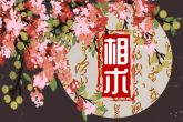 先天性弱智面相 智障的孩子面相有什么特征